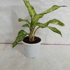 CGASPL Plants Dieffenbachia Starbright Yellow Green Color Plant