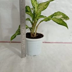 CGASPL Plants Dieffenbachia Starbright Yellow Green Color Plant