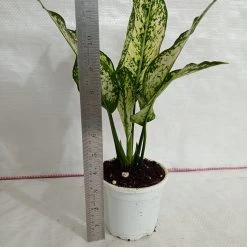 CGASPL Aglaonema Snow White Plant 7 CGASPL Aglaonema Snow White Plant