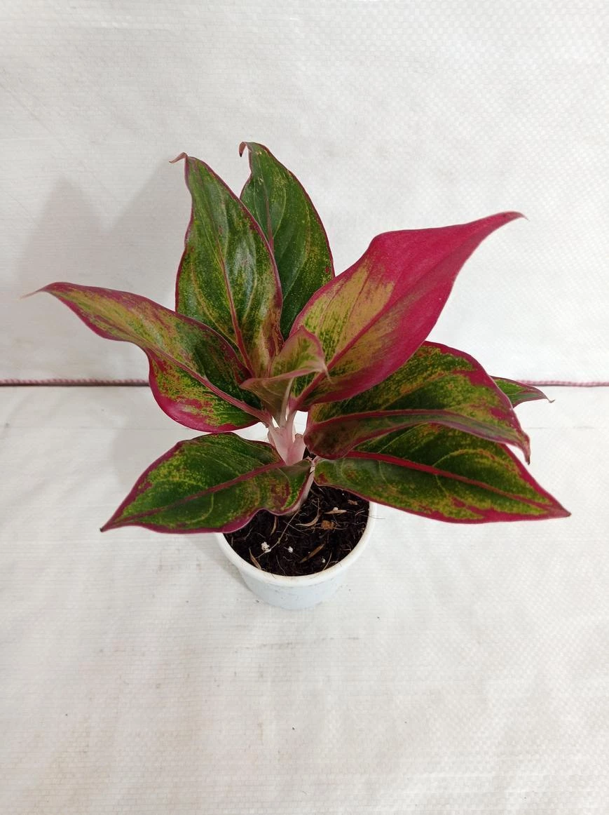 CGASPL 5 Indoor Plant Pack - Aglaonema Lipstick, Green Money Plant, Syngonium Plant, Areca Palm, Peace Lily 4 CGASPL 5 Indoor Plant Pack - Aglaonema Lipstick, Green Money Plant, Syngonium Plant, Areca Palm, Peace Lily