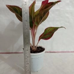 CGASPL Aglaonema Lipstick Red Plant Plants