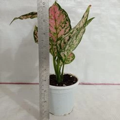 CGASPL Plants Aglaonema Anjuman Pink Plant
