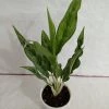 CGASPL Plants Aglaonema White Stem Plant