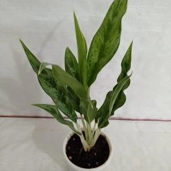 CGASPL Plants Aglaonema White Stem Plant