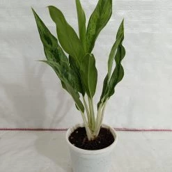 CGASPL Plants Aglaonema White Stem Plant