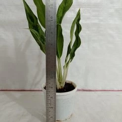 CGASPL Plants Aglaonema White Stem Plant