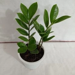 CGASPL Plants Zamia, ZZ Plant, Air Purifying, Natural Live Indoor Plant With Pot 9 CGASPL Plants Zamia, ZZ Plant, Air Purifying, Natural Live Indoor Plant With Pot