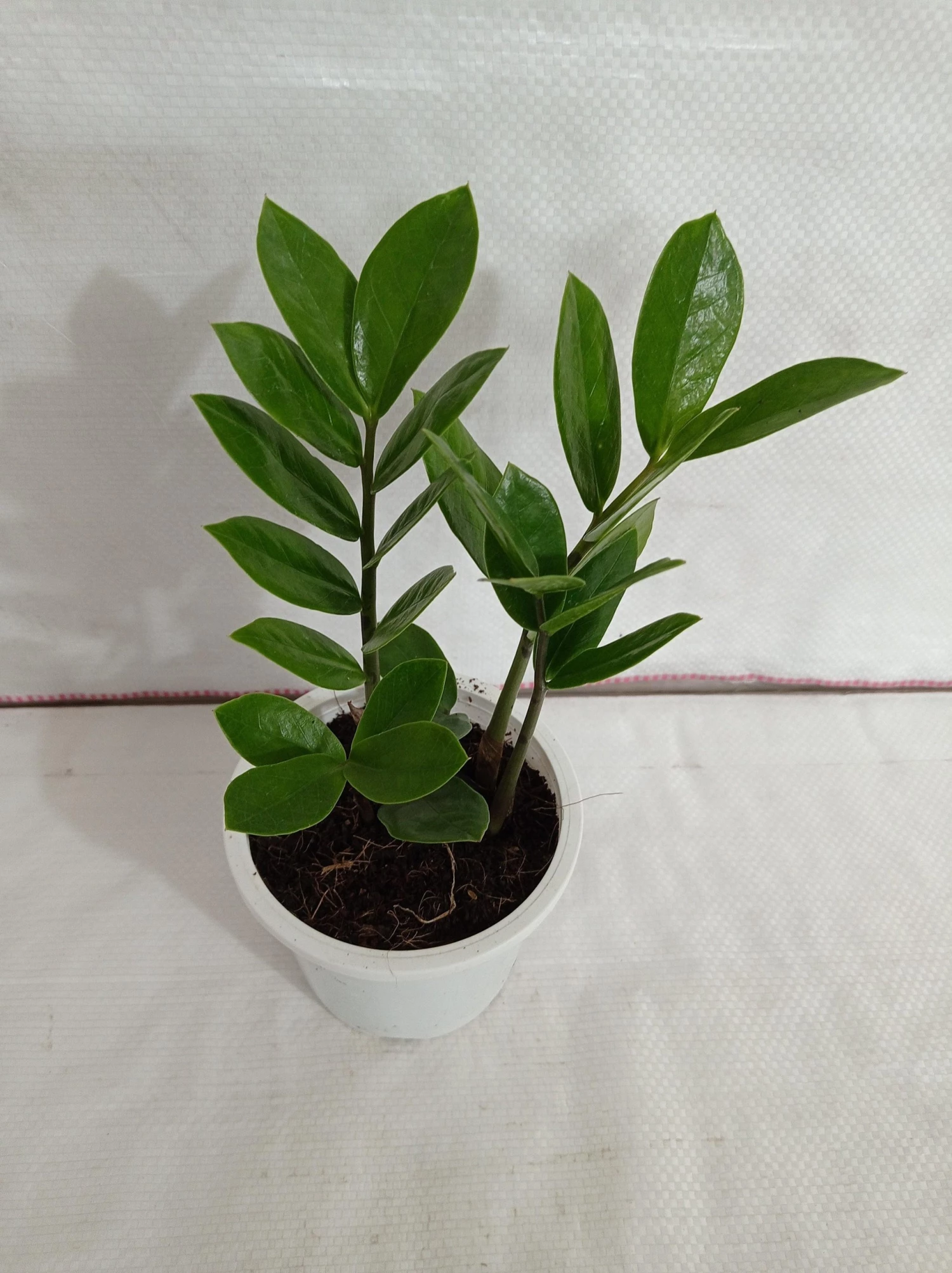 CGASPL Plants Zamia, ZZ Plant, Air Purifying, Natural Live Indoor Plant With Pot 5 CGASPL Plants Zamia, ZZ Plant, Air Purifying, Natural Live Indoor Plant With Pot