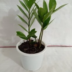 CGASPL Plants Zamia, ZZ Plant, Air Purifying, Natural Live Indoor Plant With Pot 10 CGASPL Plants Zamia, ZZ Plant, Air Purifying, Natural Live Indoor Plant With Pot
