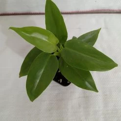 CGASPL Philodendron Silver Sword Plant