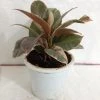 CGASPL Ficus Elastica Variegated Rubber Plant Plants 1 CGASPL Ficus Elastica Variegated Rubber Plant Plants