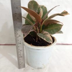 CGASPL Ficus Elastica Variegated Rubber Plant Plants 7 CGASPL Ficus Elastica Variegated Rubber Plant Plants