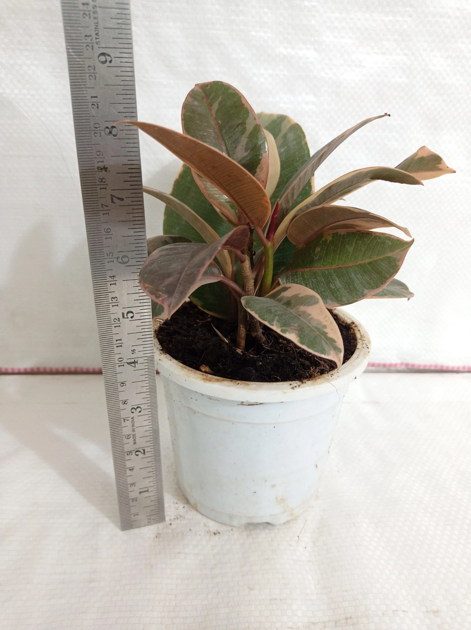 CGASPL Ficus Elastica Variegated Rubber Plant Plants 5 CGASPL Ficus Elastica Variegated Rubber Plant Plants
