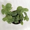 CGASPL Plants Fittonia Small Starlight Green Plant