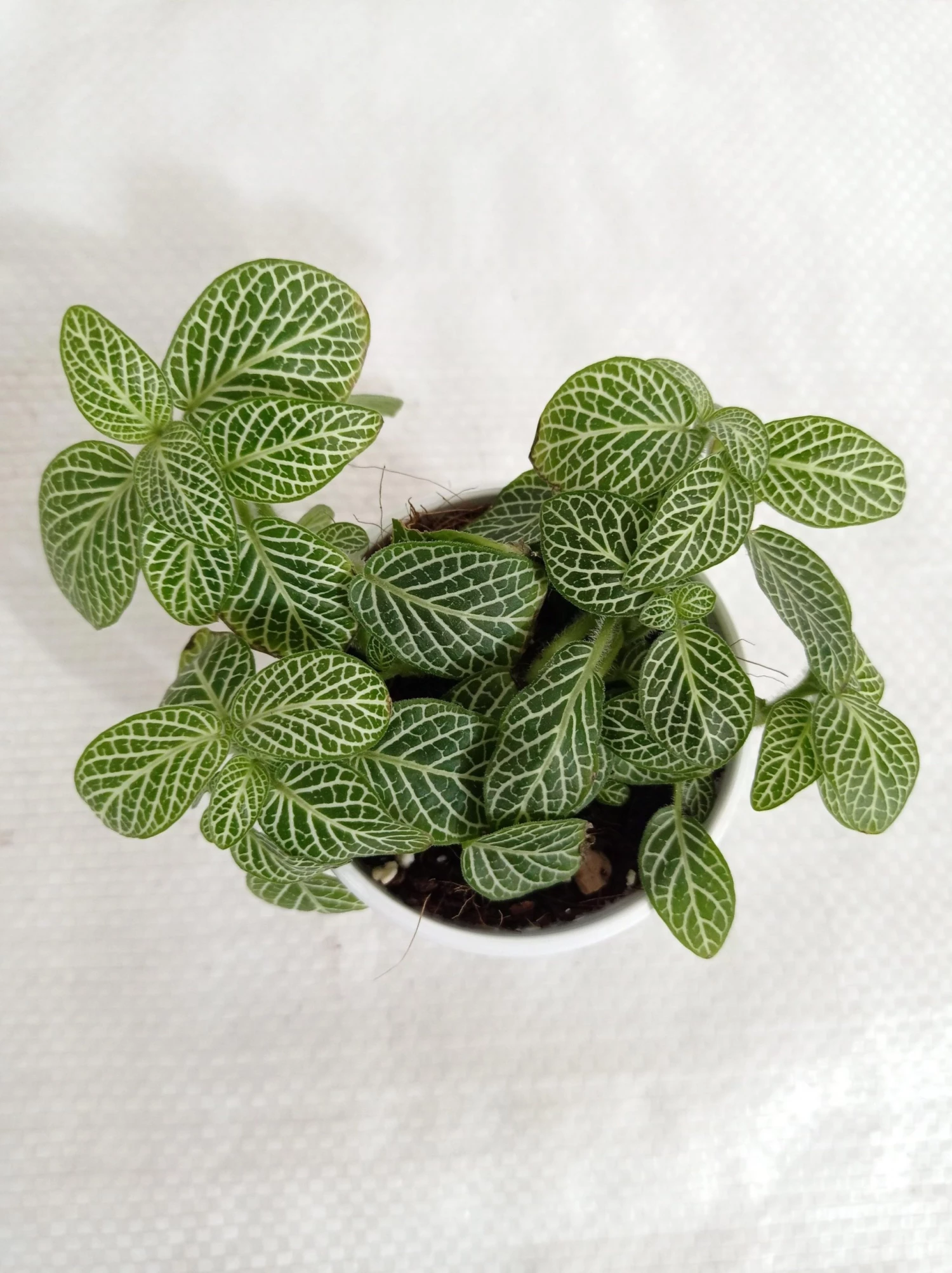 CGASPL Plants Fittonia Small Starlight Green Plant 3 CGASPL Plants Fittonia Small Starlight Green Plant