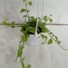 CGASPL Dischidia Small Hanging Plant