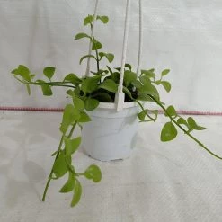 CGASPL Dischidia Small Hanging Plant