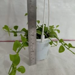 CGASPL Dischidia Small Hanging Plant