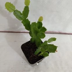 CGASPL Christmas Cactus White Flower Plant Plants