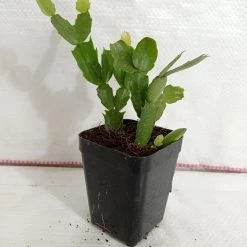 CGASPL Christmas Cactus White Flower Plant Plants