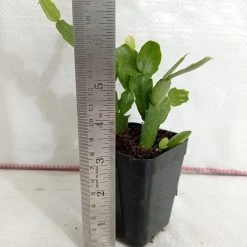 CGASPL Christmas Cactus White Flower Plant Plants