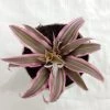 CGASPL Cryptanthus Bivittatus Pink Color Small Plant