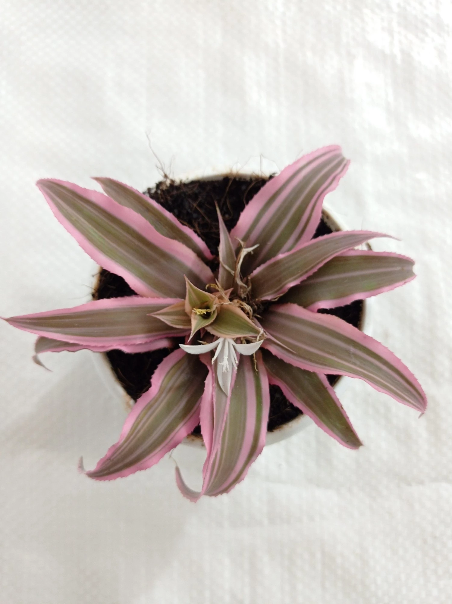 CGASPL Cryptanthus Bivittatus Pink Color Small Plant 3 CGASPL Cryptanthus Bivittatus Pink Color Small Plant