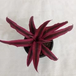 CGASPL Cryptanthus Bivittatus Ruby Plant Plants