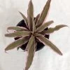 CGASPL Cryptanthus Bivittatus Pink Color Plant Plants