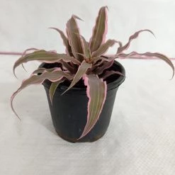 CGASPL Cryptanthus Bivittatus Pink Color Plant Plants