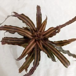 CGASPL Plants Cryptanthus Bivittatus Chocolate Soldier Plant