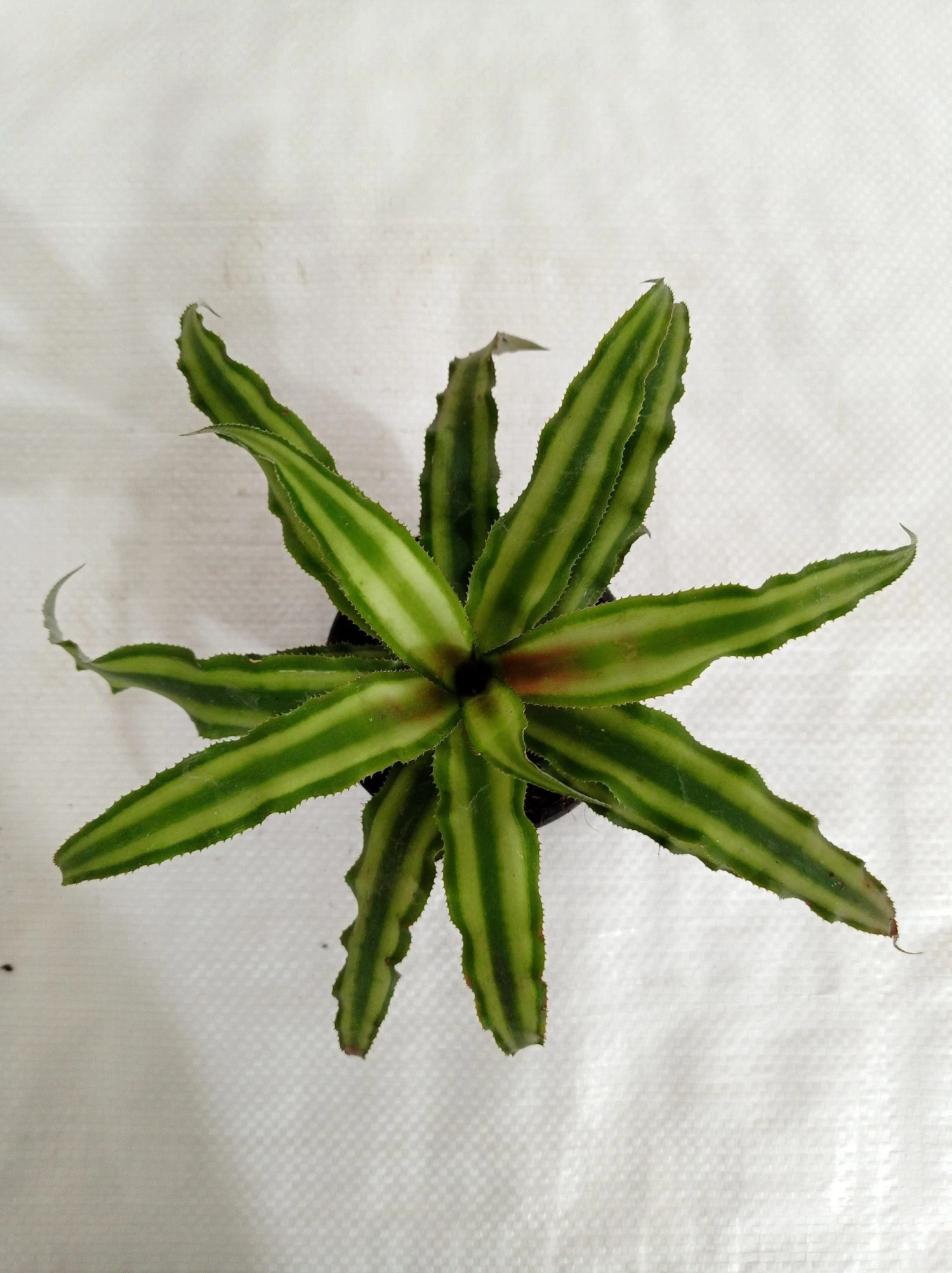 CGASPL Plants Cryptanthus Bivittatus Green Plant 3 CGASPL Plants Cryptanthus Bivittatus Green Plant