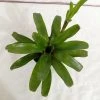 CGASPL Plants Neoregelia Bromeliad Green Plant