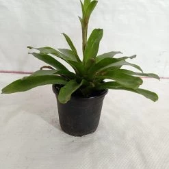 CGASPL Plants Neoregelia Bromeliad Green Plant