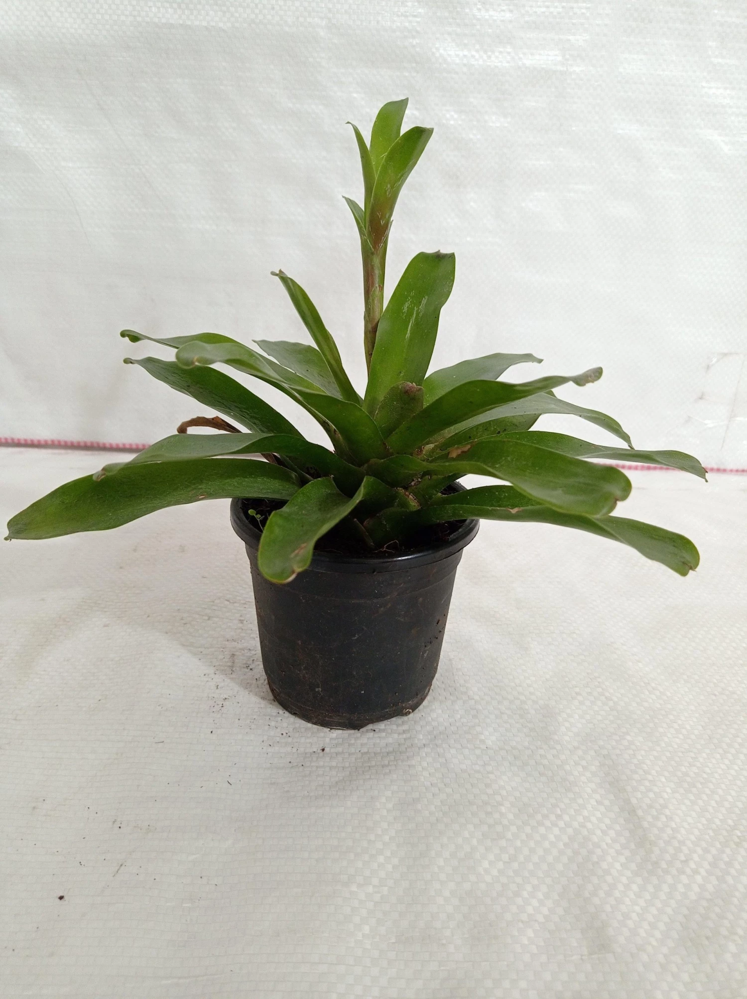 CGASPL Plants Neoregelia Bromeliad Green Plant 4 CGASPL Plants Neoregelia Bromeliad Green Plant