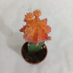 CGASPL Gymnocalycium Mihanovichii Var.friedrichii Light Orange Moon Cactus (Small) Plants