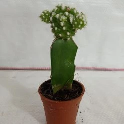 CGASPL Grafted Green-White Cactus (small) Plants