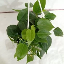 CGASPL Philodendron Scandens Green Hanging Plant
