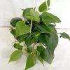 CGASPL Philodendron Scandens Green Hanging Plant