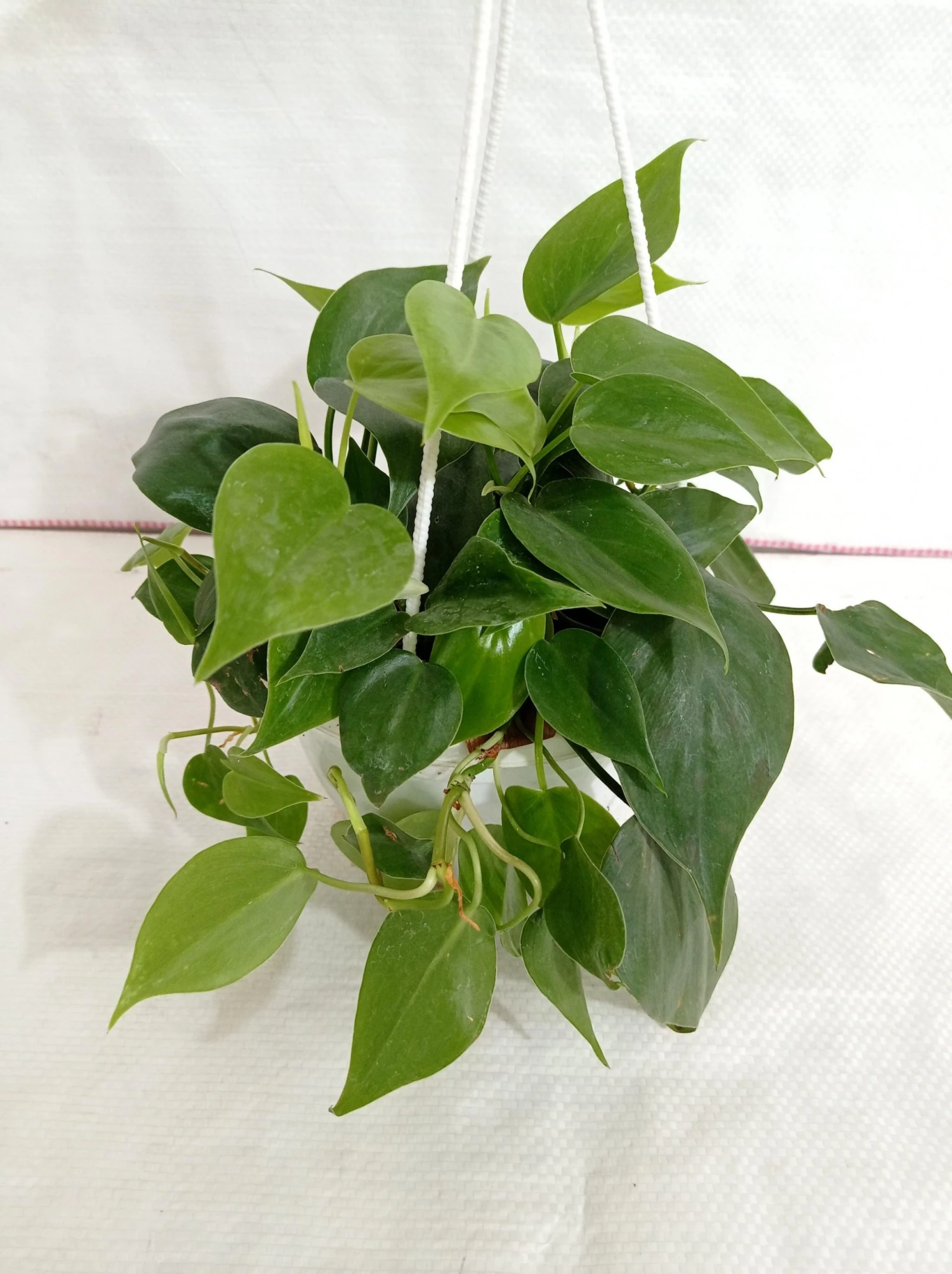 CGASPL Philodendron Scandens Green Hanging Plant 3 CGASPL Philodendron Scandens Green Hanging Plant