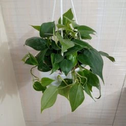 CGASPL Philodendron Scandens Green Hanging Plant 7 CGASPL Philodendron Scandens Green Hanging Plant