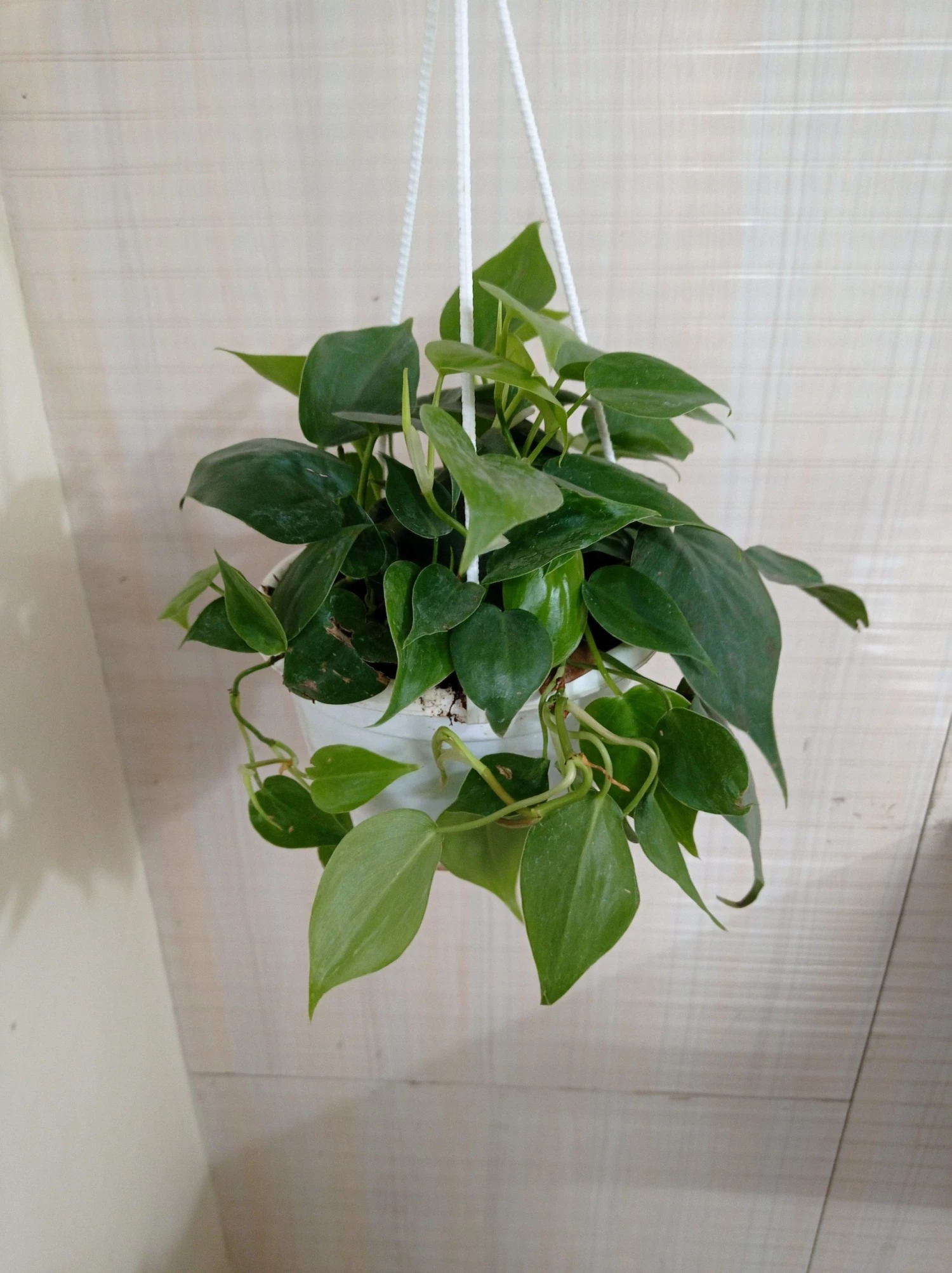 CGASPL Philodendron Scandens Green Hanging Plant 5 CGASPL Philodendron Scandens Green Hanging Plant