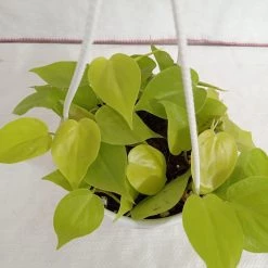 CGASPL Plants Philodendron Scandens Golden Hanging Plant
