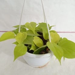 CGASPL Plants Philodendron Scandens Golden Hanging Plant