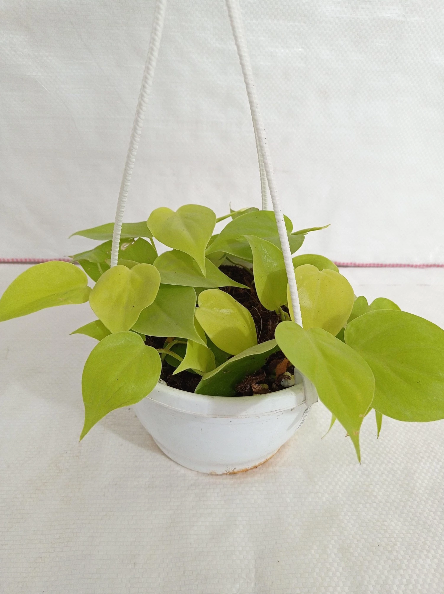 CGASPL Plants Philodendron Scandens Golden Hanging Plant 4 CGASPL Plants Philodendron Scandens Golden Hanging Plant