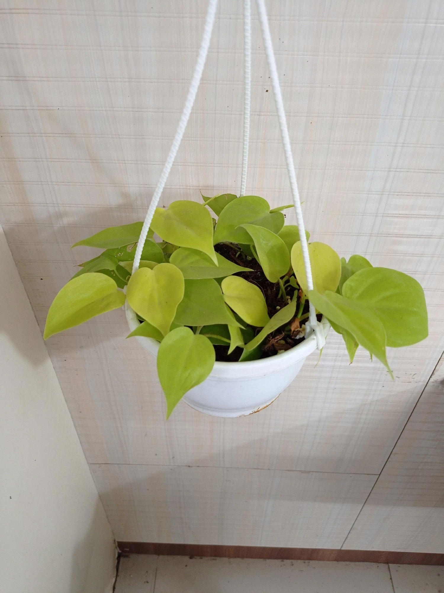 CGASPL Plants Philodendron Scandens Golden Hanging Plant 5 CGASPL Plants Philodendron Scandens Golden Hanging Plant