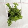 CGASPL Plants Jade Small Green Hanging Plant