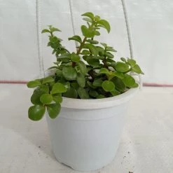 CGASPL Plants Jade Small Green Hanging Plant