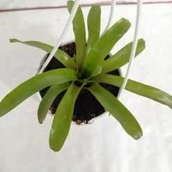 CGASPL Plants Neoregelia Bromeliad Green Hanging Plant