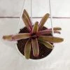 CGASPL Neoregelia Bromeliad Donger Pink Hanging Plant